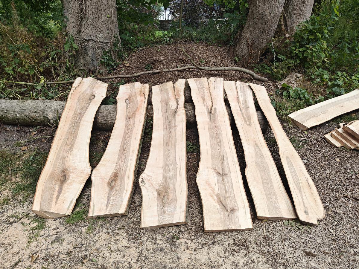 A row of freshly milled live-edge ash boards laid out beside the log they came from
