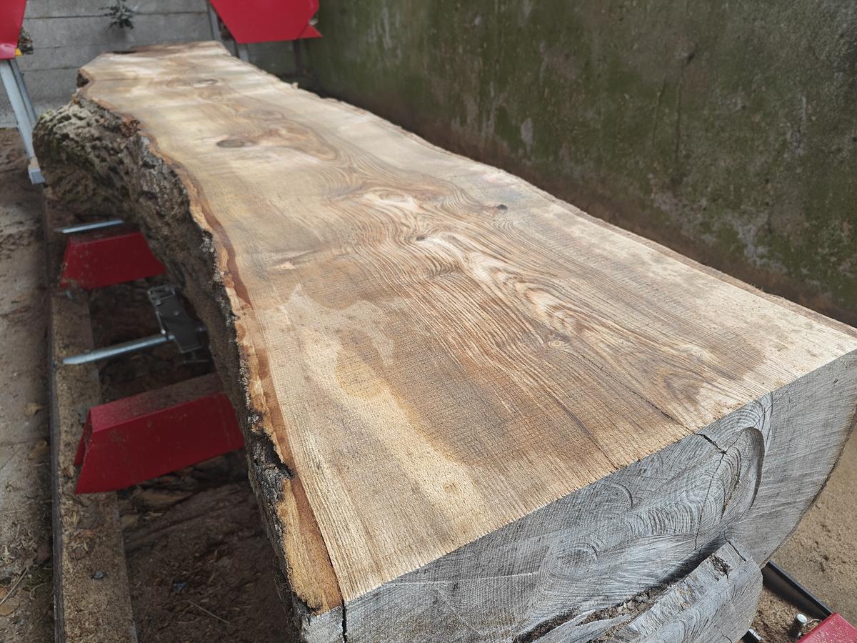 A fresh slab on the bandsaw bed