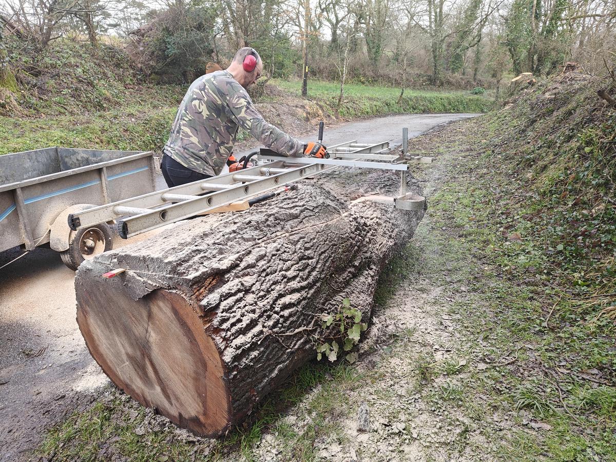 Chainsaw milling an oak trunk beside a lane at Pencalenick