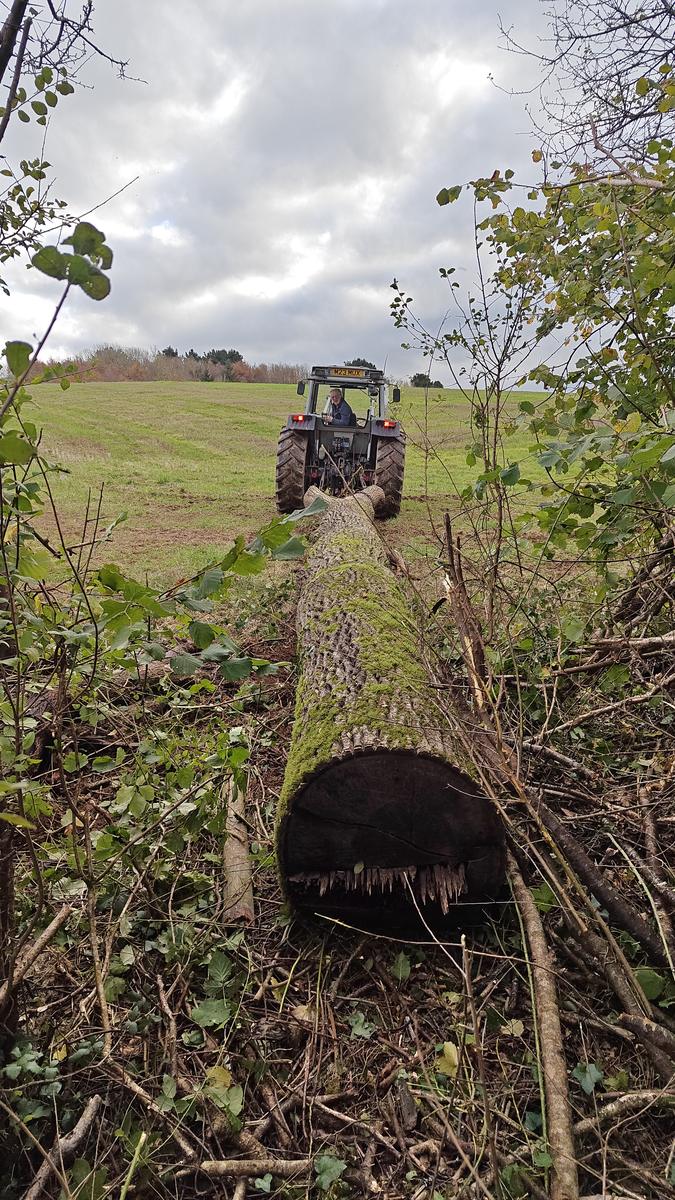 Winching a fallen trunk out of a hedge