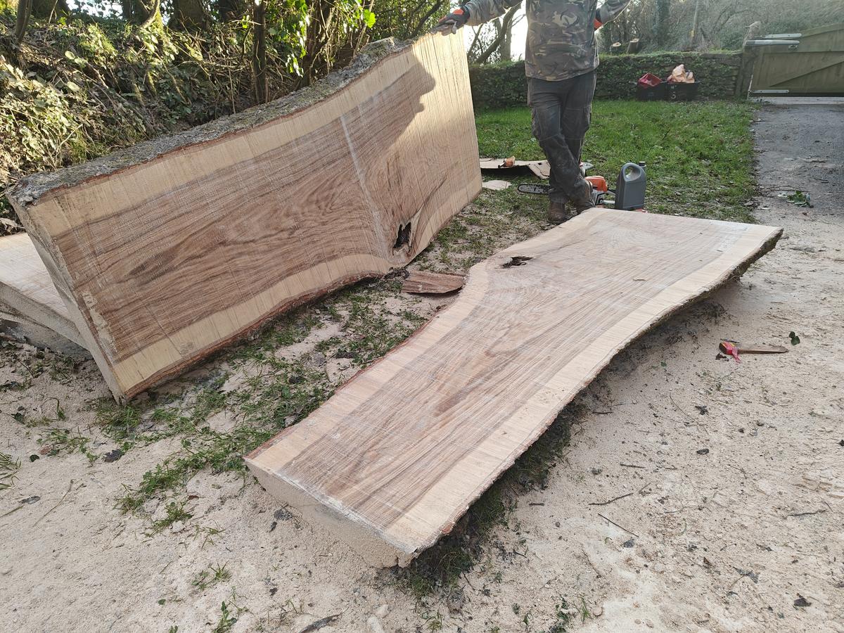 Two freshly milled oak slabs at Pencalenick