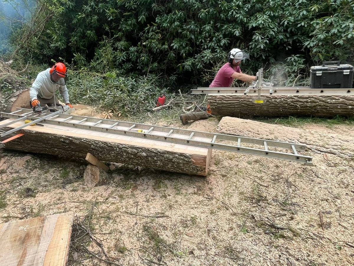 Two chainsaw mills at work on an oak at Port Navas