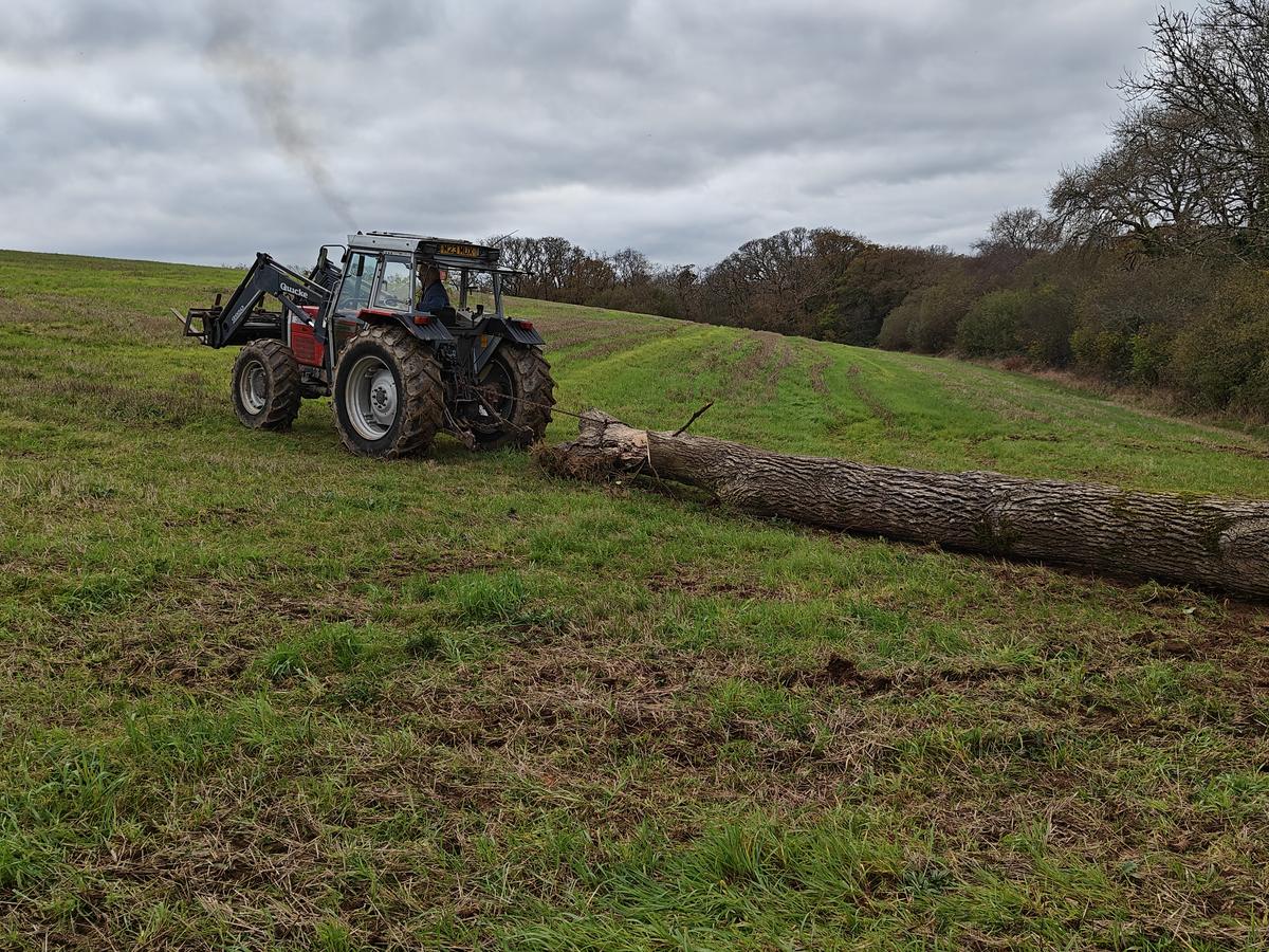 A tractor dragging a fallen trunk across a Cornish field
