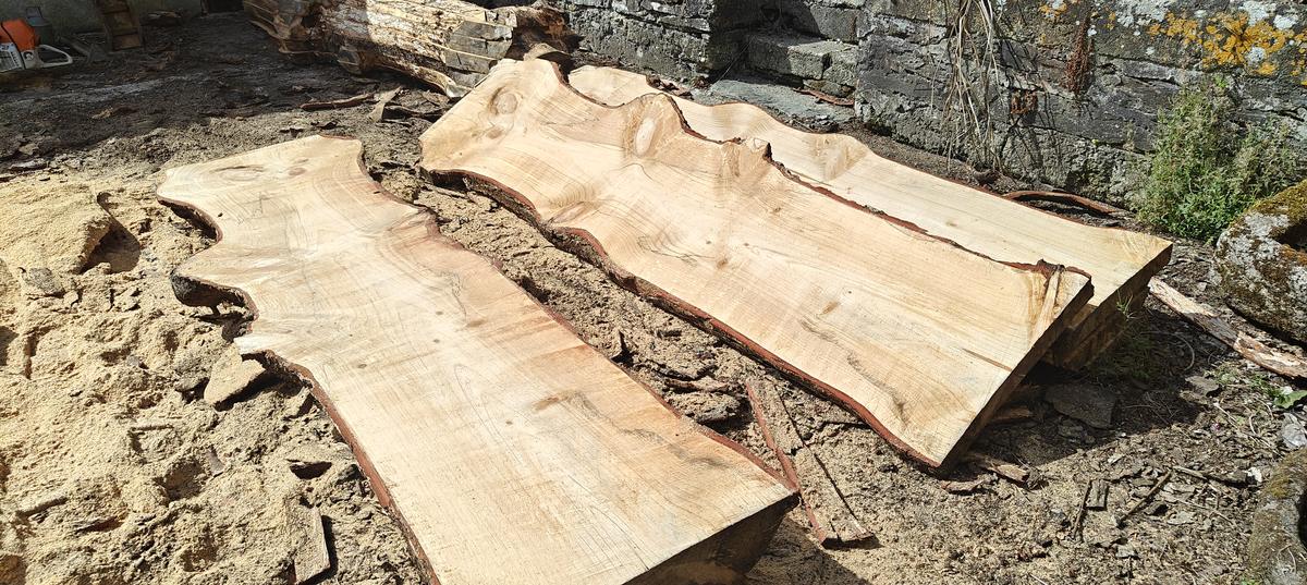 Two freshly milled live-edge slabs in the yard